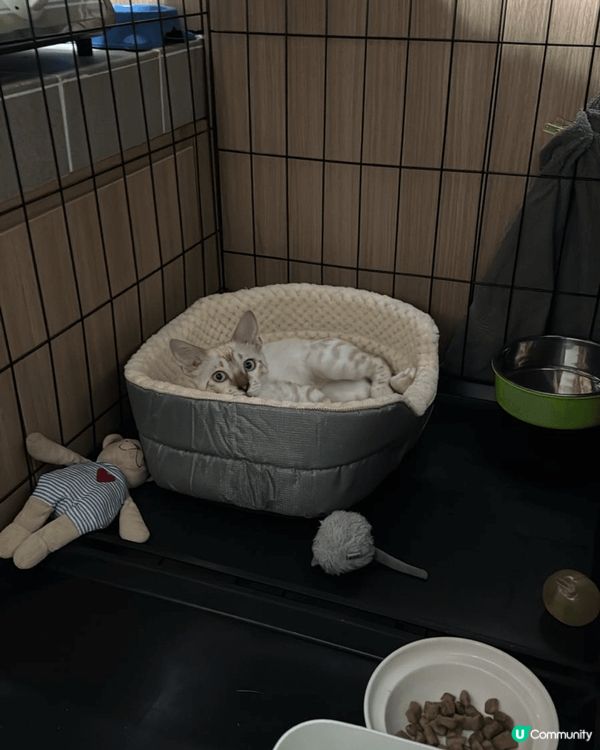 黃貓叫咪仔9歲，咩都岩食，食得是福。啡貓叫沙沙妹，罐頭唔洗預...