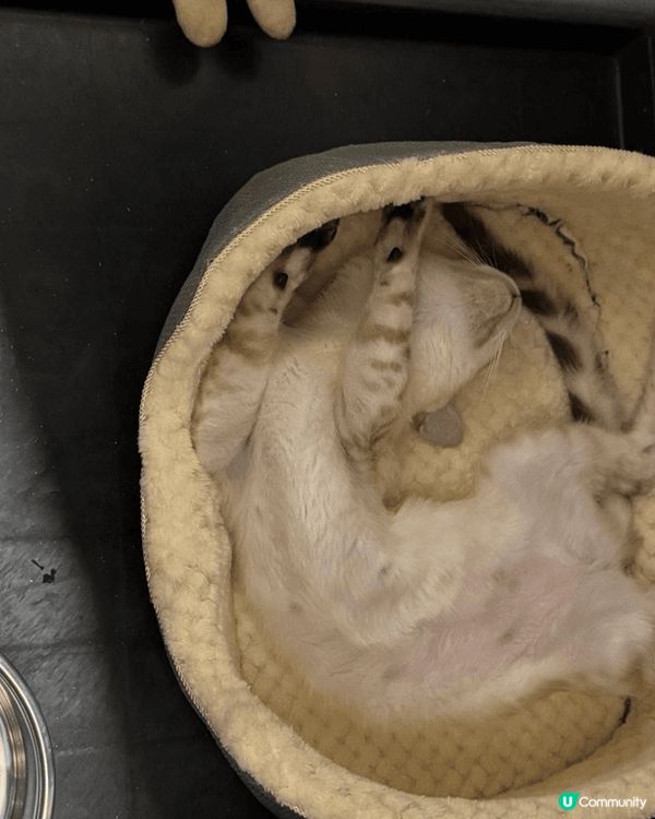 黃貓叫咪仔9歲，咩都岩食，食得是福。啡貓叫沙沙妹，罐頭唔洗預...