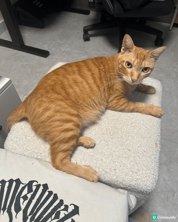 黃貓叫咪仔9歲，咩都岩食，食得是福。啡貓叫沙沙妹，罐頭唔洗預...