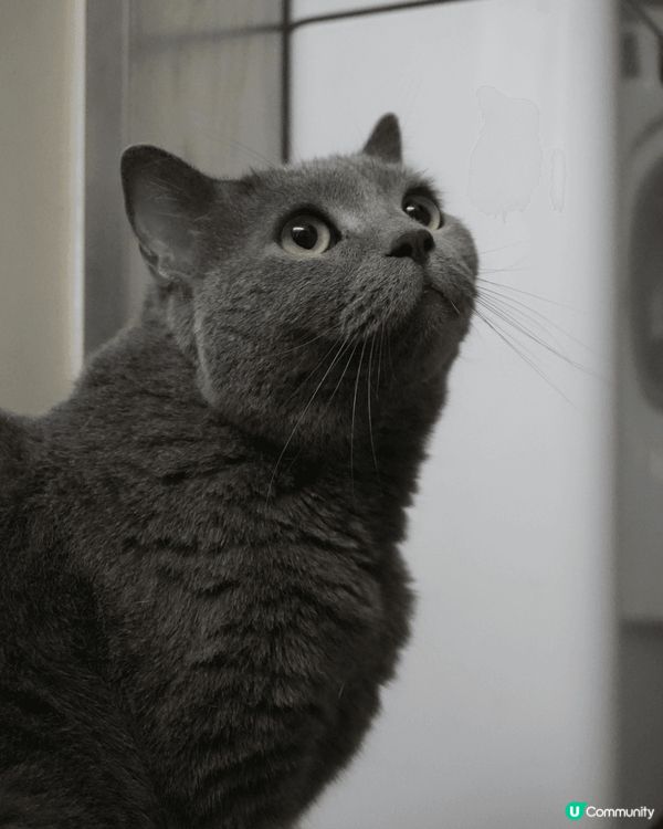 3隻一齊長大的貓咪，藍英短是大哥哥Louie，金點是妹妹Ya...