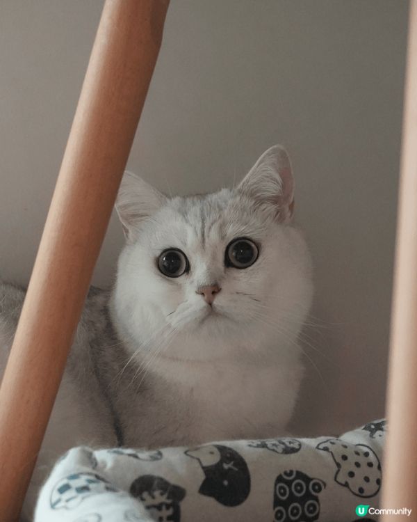 3隻一齊長大的貓咪，藍英短是大哥哥Louie，金點是妹妹Ya...