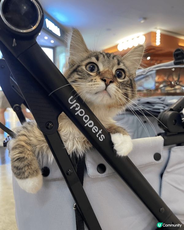 一個係乜都食嘅八怪BB