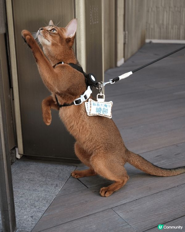 一個係乜都食嘅八怪BB