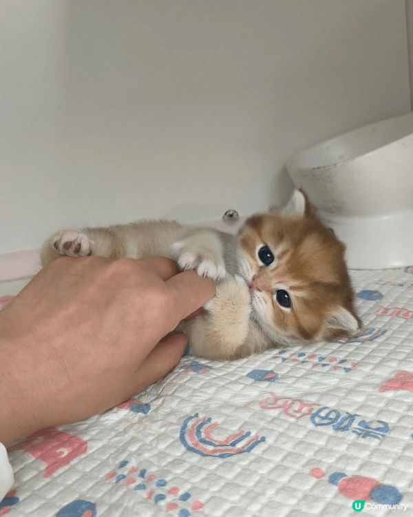 英短金影貓仔BB，已經2個月大啦。佢係一隻小吃貨，最愛食罐罐...