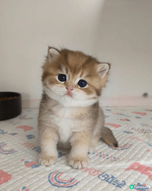 英短金影貓仔BB，已經2個月大啦。佢係一隻小吃貨，最愛食罐罐...