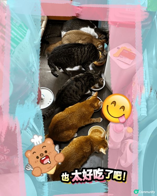 我哋嘅大家庭有10隻貓貓，每一隻都好餵食，但又偏食，希望有得...