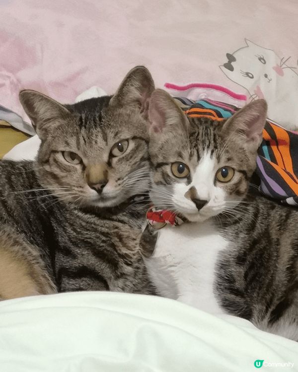 我哋嘅大家庭有10隻貓貓，每一隻都好餵食，但又偏食，希望有得...