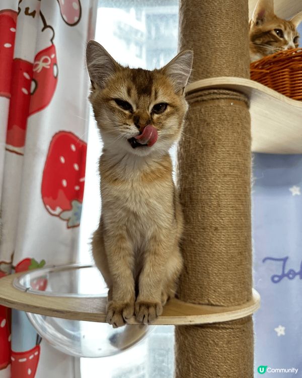 我哋嘅大家庭有10隻貓貓，每一隻都好餵食，但又偏食，希望有得...