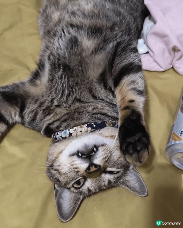 我哋嘅大家庭有10隻貓貓，每一隻都好餵食，但又偏食，希望有得...