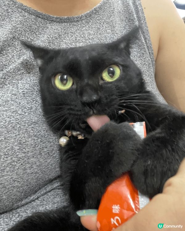 我哋嘅大家庭有10隻貓貓，每一隻都好餵食，但又偏食，希望有得...