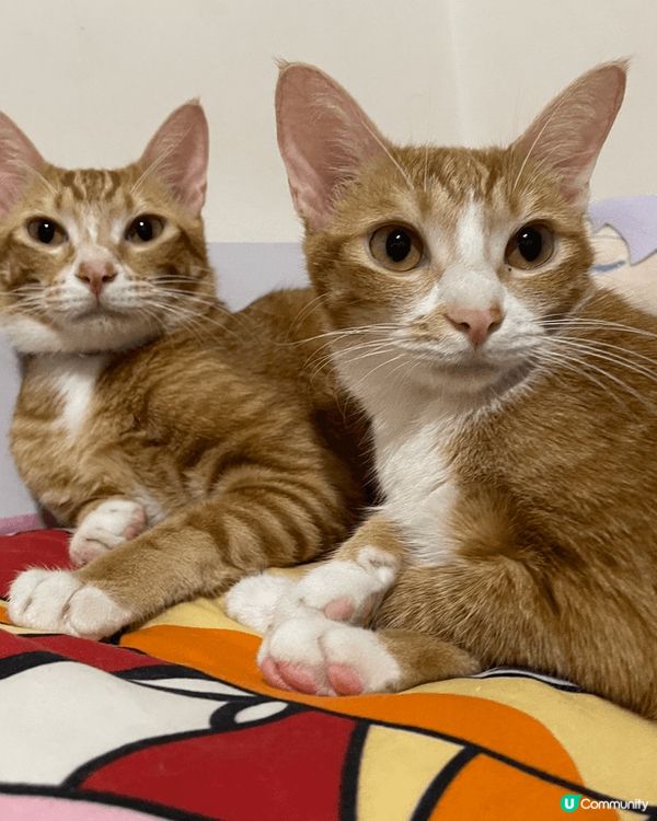 我哋嘅大家庭有10隻貓貓，每一隻都好餵食，但又偏食，希望有得...