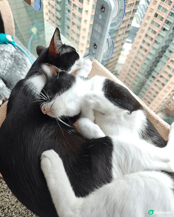 貓咪日常照，相親相愛，一起曬太陽，沖涼，睡覺，喜歡摔跤