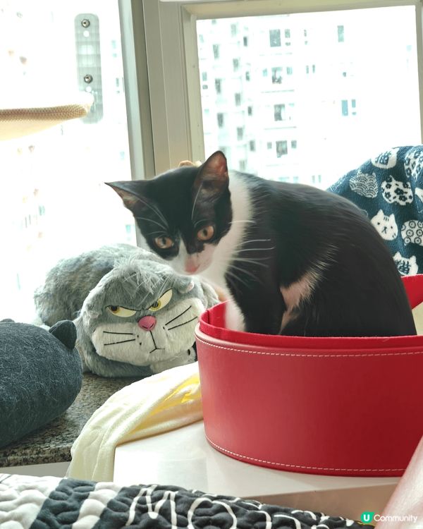 貓咪日常照，相親相愛，一起曬太陽，沖涼，睡覺，喜歡摔跤