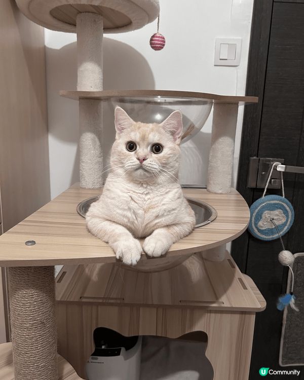 第一張相：主子Kimo身處屋企爬架，從高處監視奴才嘅角度。