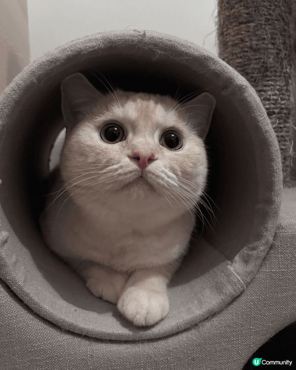 第一張相：主子Kimo身處屋企爬架，從高處監視奴才嘅角度。