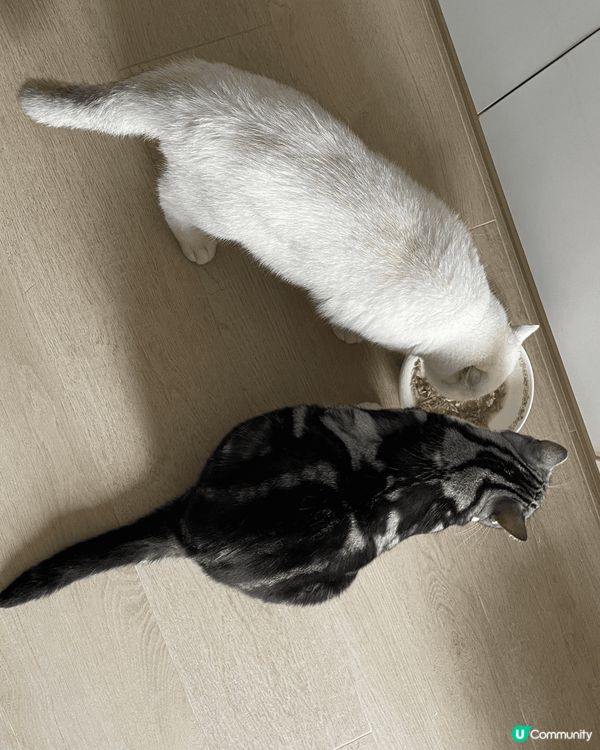 一齊食濕濕，一齊等乾乾