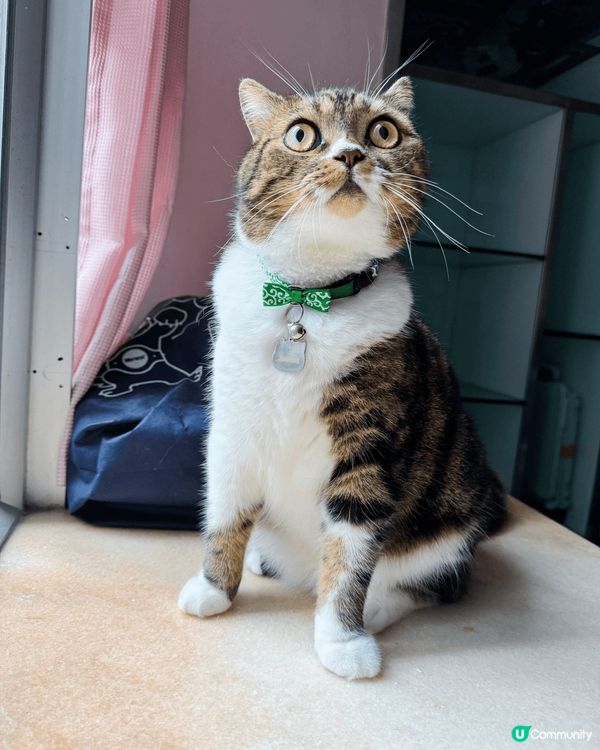 本主子叫Cha Cha係隻活潑為食貓, 而且造型百變加表情1...