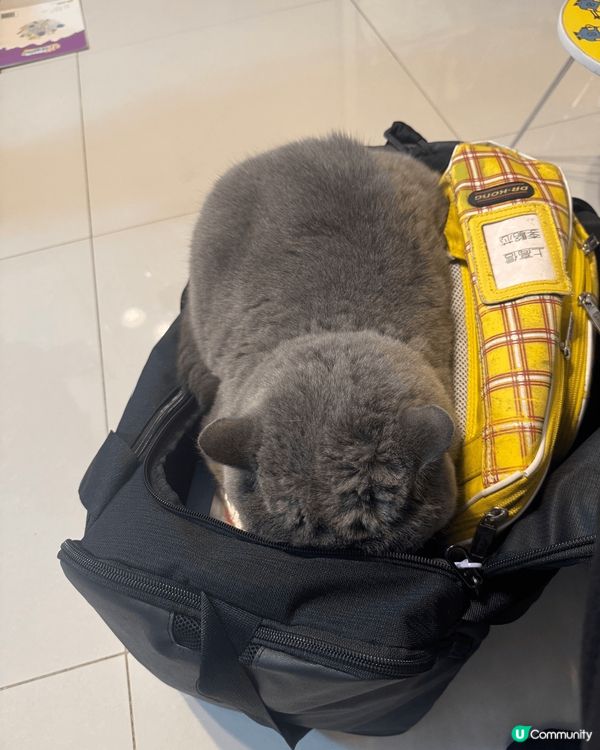 英國短毛貓波子，鍾意每日出街曬太陽，極度似人