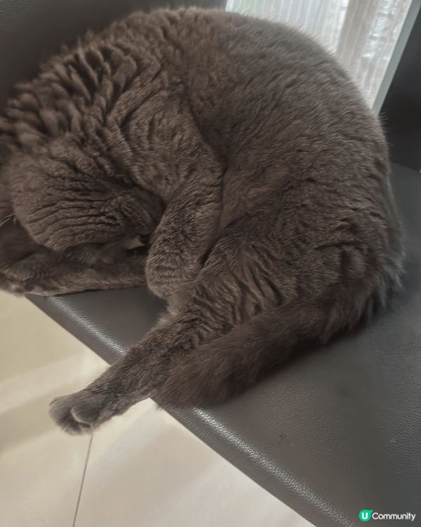 英國短毛貓波子，鍾意每日出街曬太陽，極度似人