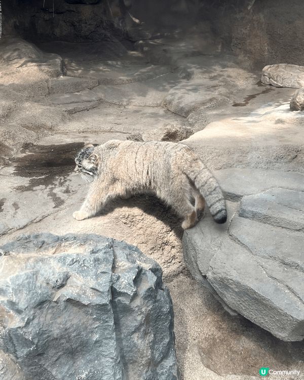 攝於神戶動物王國，名「兔猻」，係生存係中亞嘅貓科動物，因為佢...