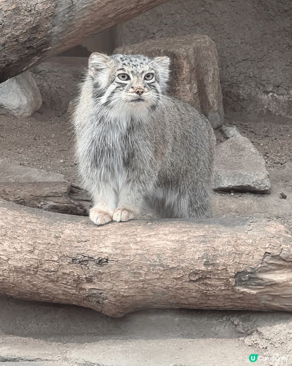 攝於神戶動物王國，名「兔猻」，係生存係中亞嘅貓科動物，因為佢...