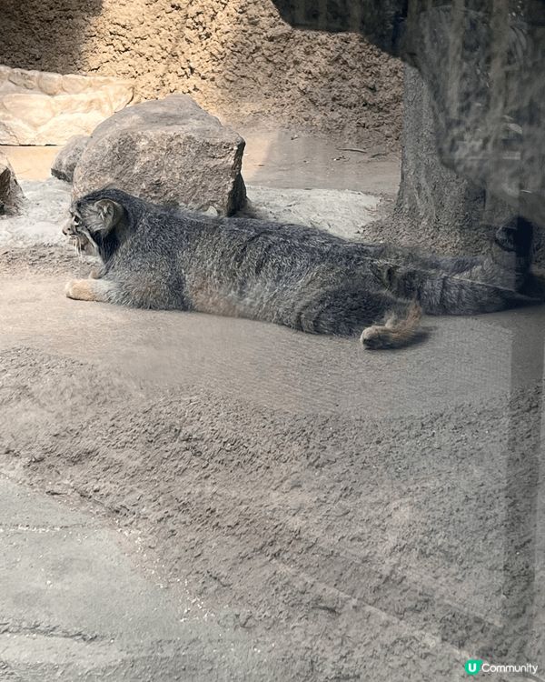 攝於神戶動物王國，名「兔猻」，係生存係中亞嘅貓科動物，因為佢...