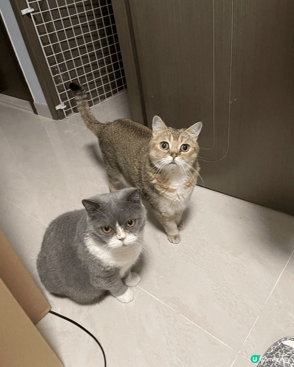 兩小毛孩同一日一齊來的，也差不多一樣大，開頭都是糖黐豆的，之...