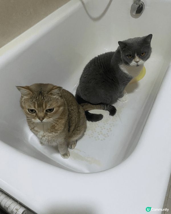 兩小毛孩同一日一齊來的，也差不多一樣大，開頭都是糖黐豆的，之...