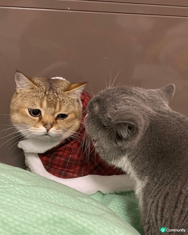 兩小毛孩同一日一齊來的，也差不多一樣大，開頭都是糖黐豆的，之...