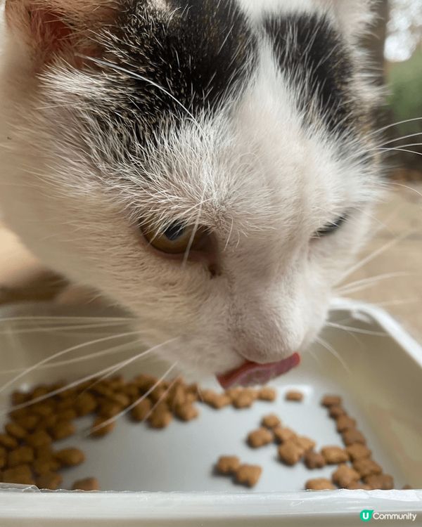 餵開的浪浪主子每次都吃到lamlam脷，無論乾糧定濕糧都極速...