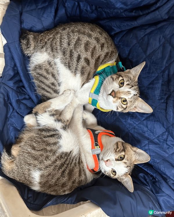 6個月大同7個月大分別，2隻塊面肥到走哂樣🐒