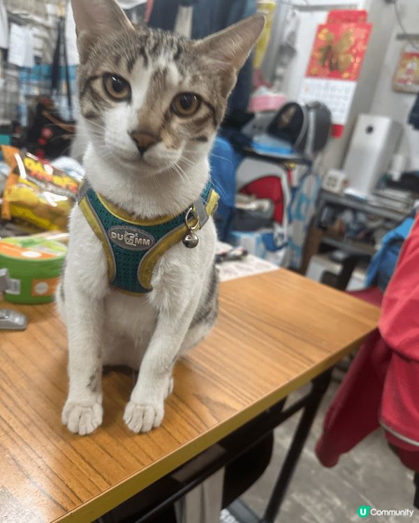 6個月大同7個月大分別，2隻塊面肥到走哂樣🐒