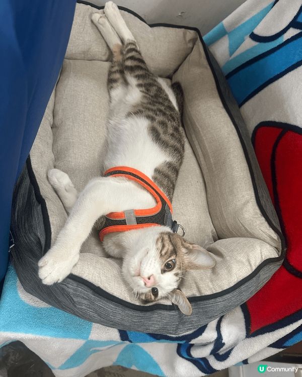 6個月大同7個月大分別，2隻塊面肥到走哂樣🐒