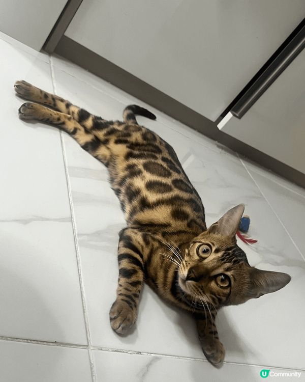 新8個月豹貓，膽小之餘仲係個大大既破壞王。就連著緊束腳褲上既...