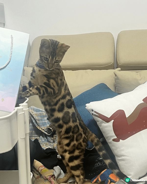 新8個月豹貓，膽小之餘仲係個大大既破壞王。就連著緊束腳褲上既...