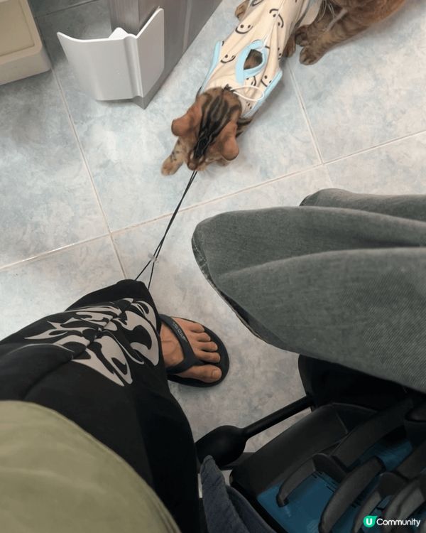 新8個月豹貓，膽小之餘仲係個大大既破壞王。就連著緊束腳褲上既...