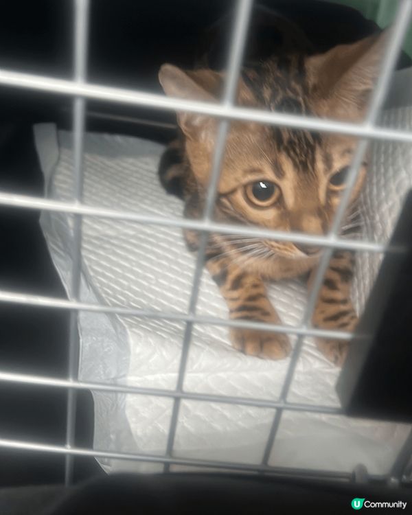 新8個月豹貓，膽小之餘仲係個大大既破壞王。就連著緊束腳褲上既...