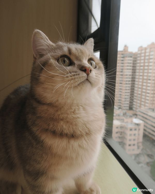 得意女仔，軟糯嗲精，眼仔碌碌，黐人撒嬌，甜到漏！