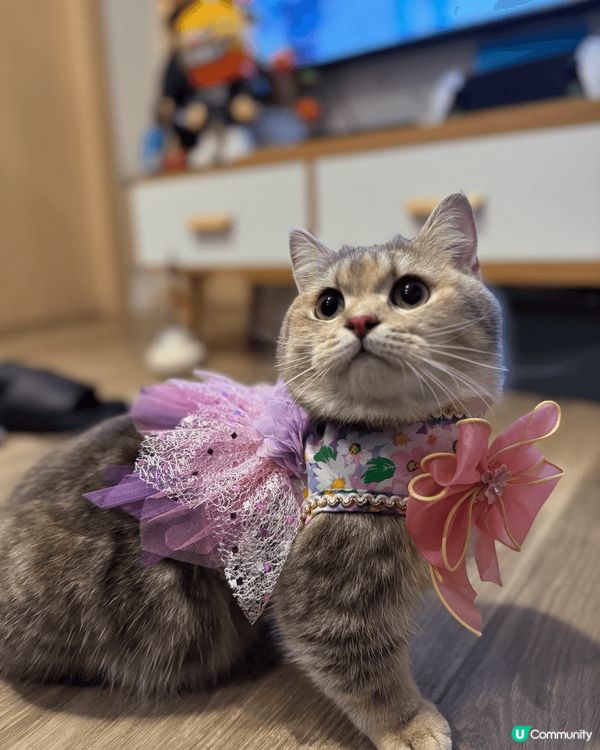 得意女仔，軟糯嗲精，眼仔碌碌，黐人撒嬌，甜到漏！