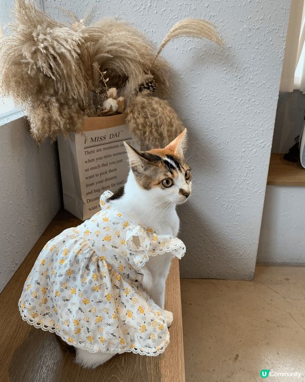 愛出街愛打扮愛試新事物嘅三花貓