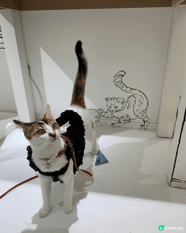 愛出街愛打扮愛試新事物嘅三花貓