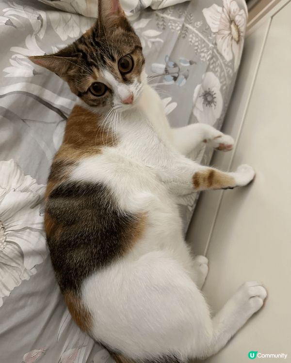 最近領養咗貓bb返嚟，好彩哥哥都好禮讓，冇同妹妹打大交，睇住...