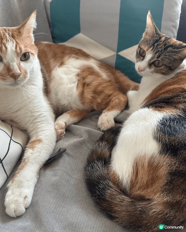 最近領養咗貓bb返嚟，好彩哥哥都好禮讓，冇同妹妹打大交，睇住...