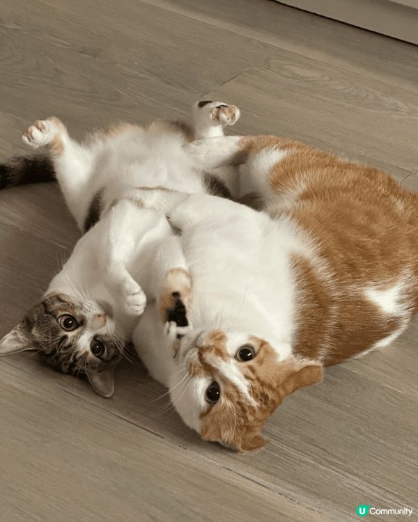 最近領養咗貓bb返嚟，好彩哥哥都好禮讓，冇同妹妹打大交，睇住...