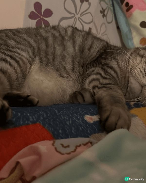 Miumiu係英短公主，今年9歲，最鍾意食雞罐罐