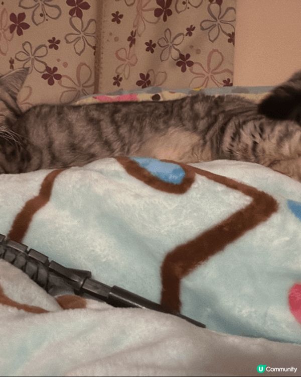 Miumiu係英短公主，今年9歲，最鍾意食雞罐罐