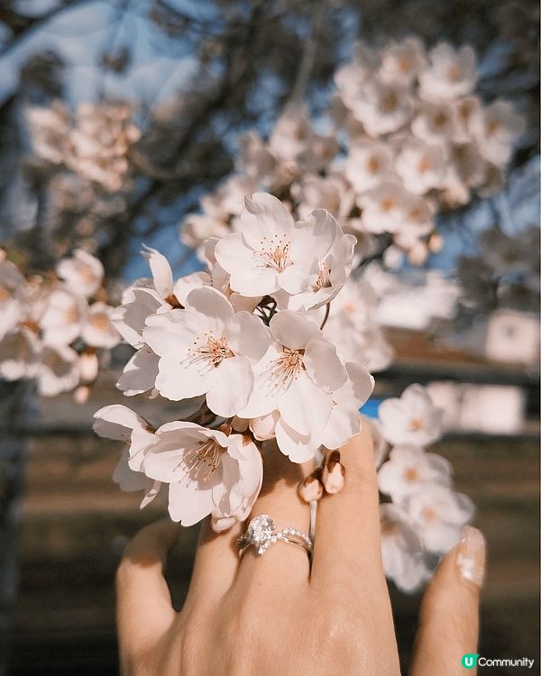 去日本除咗影紅葉之外🍁