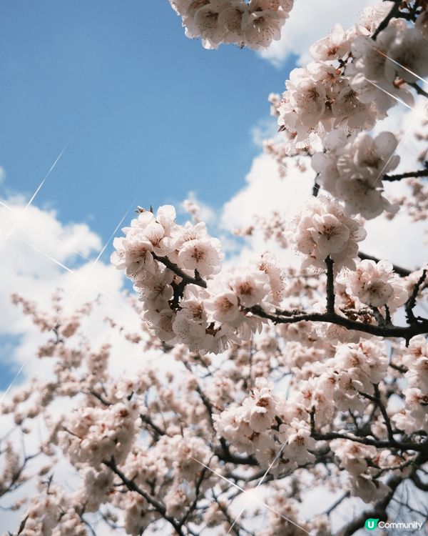 去日本除咗影紅葉之外🍁