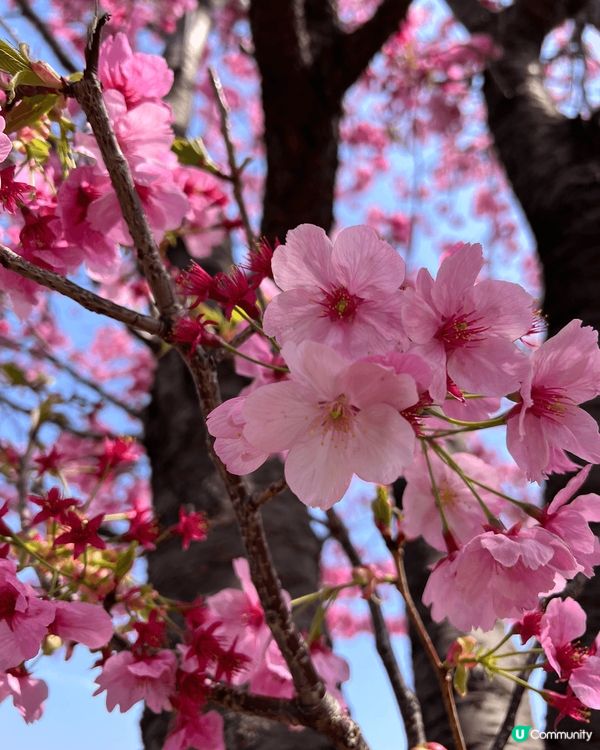 去日本除咗影紅葉之外🍁