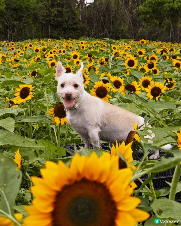 信芯園嘅太陽花開得好靚！場主話下年政府收地喇，要打卡就要把握...